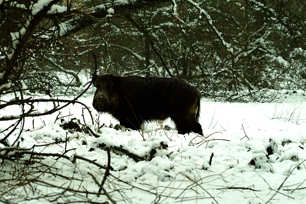cinghiale
